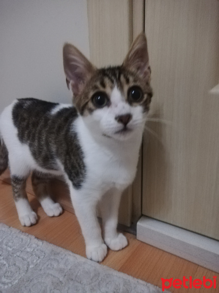 Tekir Kedi, Kedi  Çiko fotoğrafı