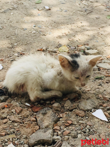 Tekir Kedi, Kedi  Acilen Sahiplenmesi Gerek Yoksa Ölecekler fotoğrafı