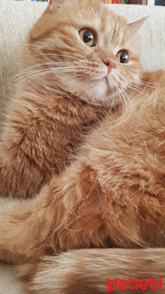 Sarman, Kedi  Bastet fotoğrafı