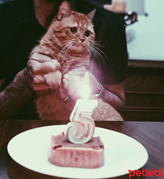 Sarman, Kedi  Bastet fotoğrafı