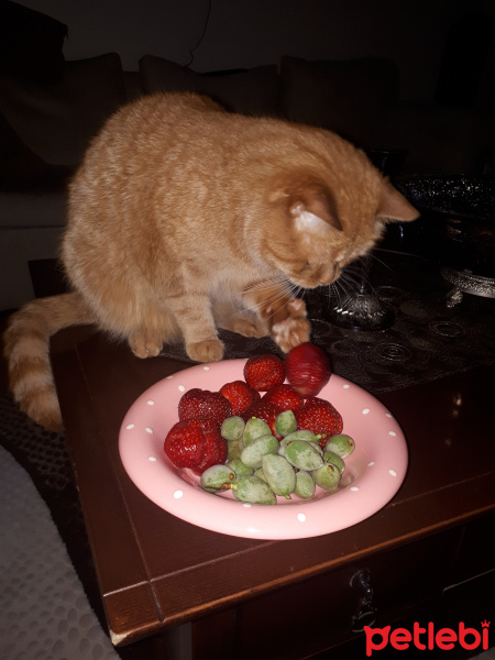 Sarman, Kedi  Bastet fotoğrafı