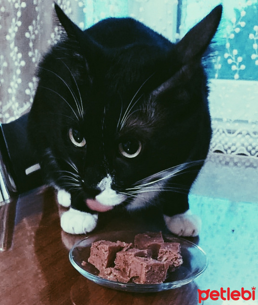 Tuxedo (Smokin) Kedi, Kedi  Hera fotoğrafı