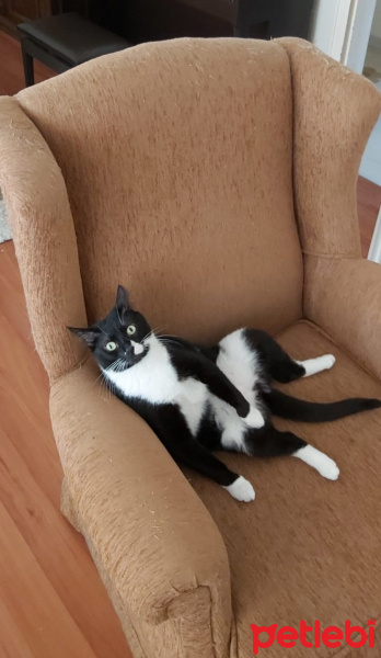 Tuxedo (Smokin) Kedi, Kedi  Hera fotoğrafı