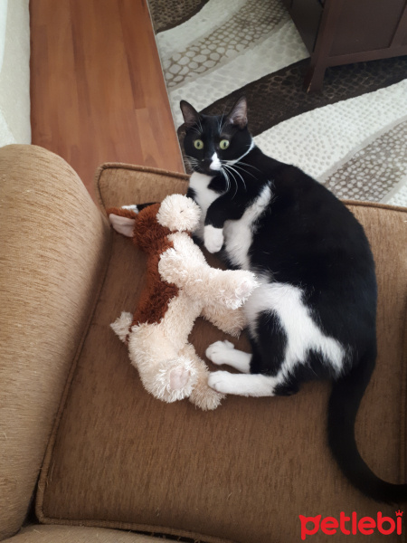 Tuxedo (Smokin) Kedi, Kedi  Hera fotoğrafı