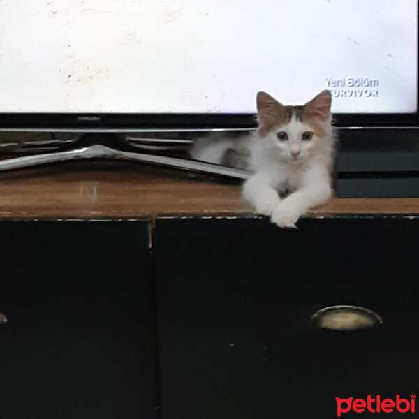 Tekir Kedi, Kedi  venüs fotoğrafı