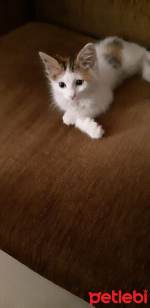 Tekir Kedi, Kedi  venüs fotoğrafı