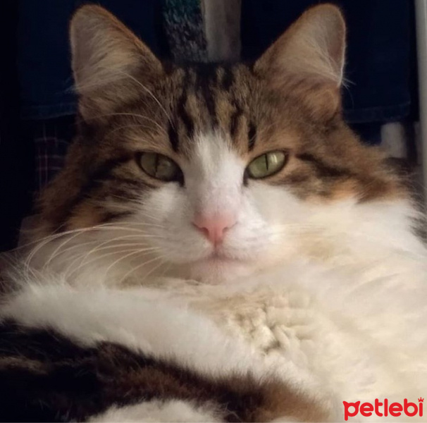 Norwegian Forest, Kedi  Pip fotoğrafı