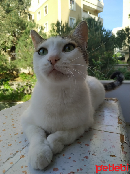 Tekir Kedi, Kedi  Rice fotoğrafı
