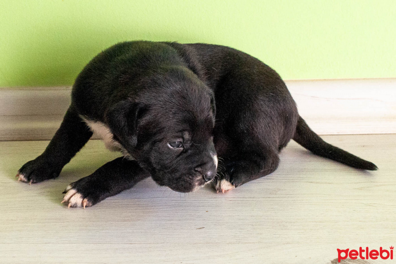 Pointer, Köpek  Totişler fotoğrafı