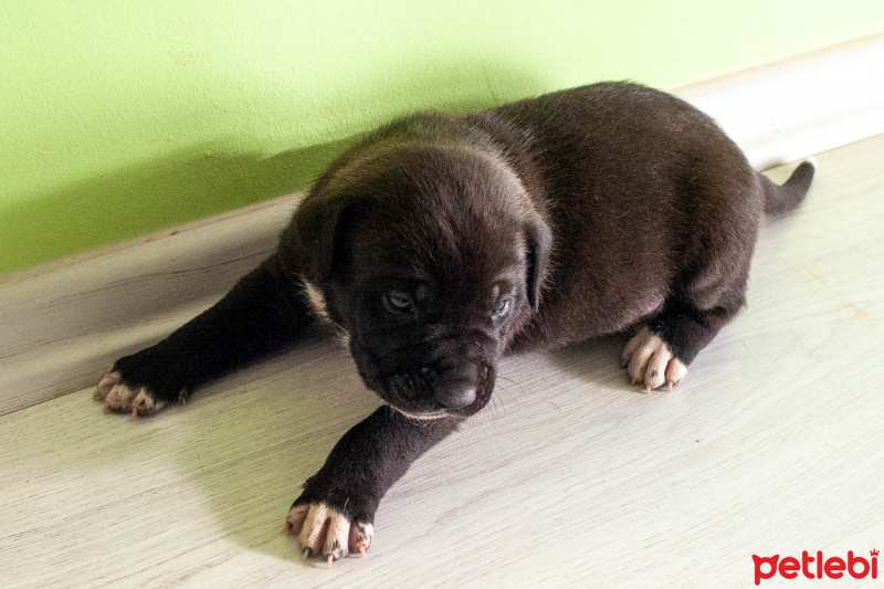 Pointer, Köpek  Totişler fotoğrafı