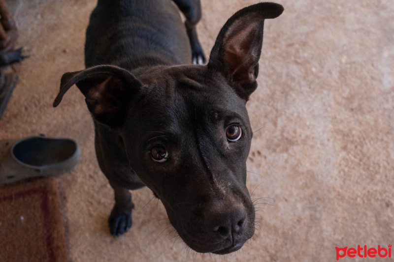 Pointer, Köpek  Totişler fotoğrafı