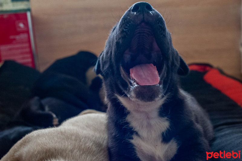 Pointer, Köpek  Totişler fotoğrafı