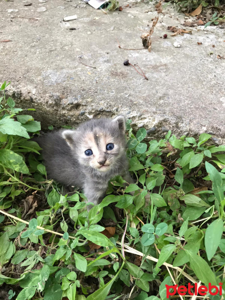 Tekir Kedi, Kedi  Paşa fotoğrafı