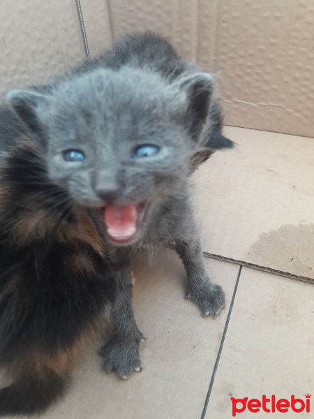 Tekir Kedi, Kedi  Baca fotoğrafı