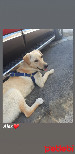 Golden Retriever, Köpek  Alex fotoğrafı