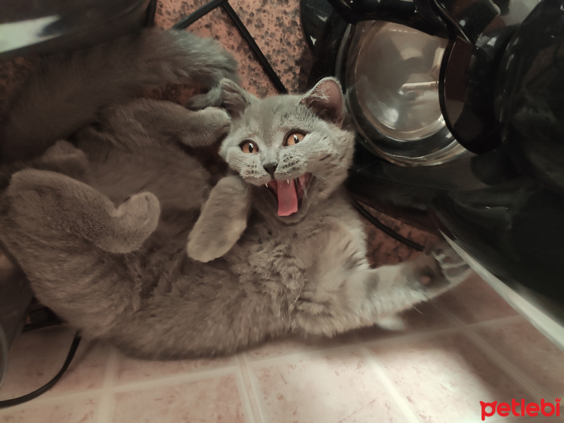 British Shorthair, Kedi  Ares yıldırım fotoğrafı