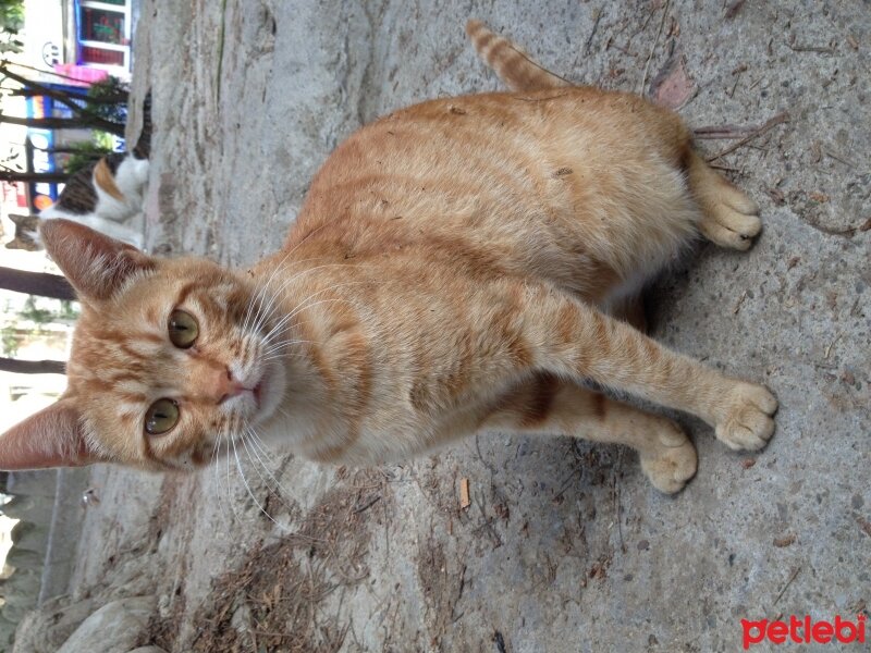 Tekir Kedi, Kedi  Adsız fotoğrafı