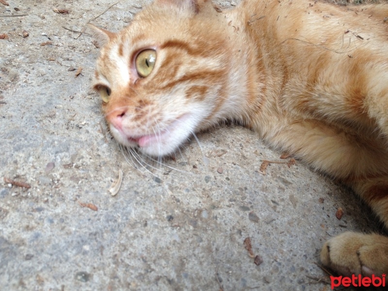 Tekir Kedi, Kedi  Adsız fotoğrafı