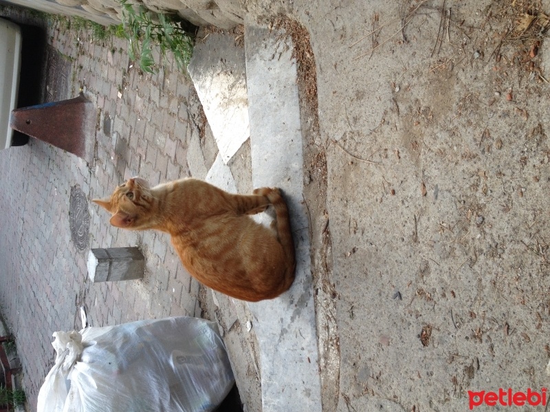 Tekir Kedi, Kedi  Adsız fotoğrafı