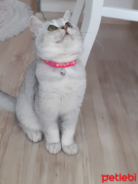 British Shorthair, Kedi  MAYA fotoğrafı