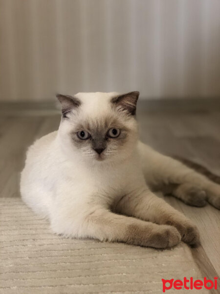 British Shorthair, Kedi  MİLA fotoğrafı