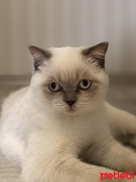 British Shorthair, Kedi  MİLA fotoğrafı