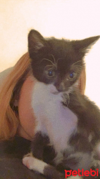 Tuxedo (Smokin) Kedi, Kedi  Turşu fotoğrafı