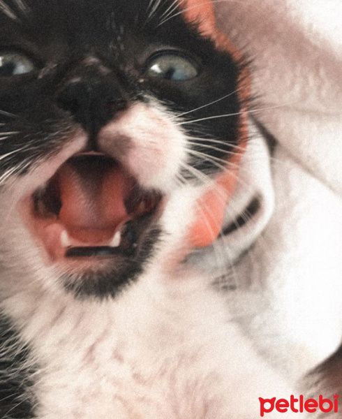 Tuxedo (Smokin) Kedi, Kedi  Turşu fotoğrafı