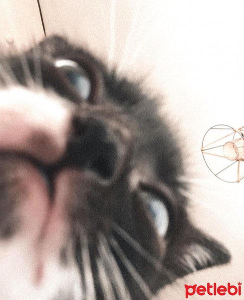 Tuxedo (Smokin) Kedi, Kedi  Turşu fotoğrafı