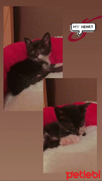 Tuxedo (Smokin) Kedi, Kedi  Turşu fotoğrafı