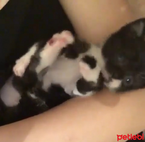Tuxedo (Smokin) Kedi, Kedi  Turşu fotoğrafı