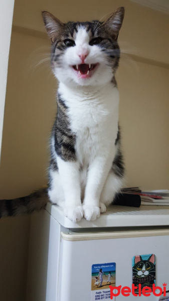 Tekir Kedi, Kedi  SİD fotoğrafı