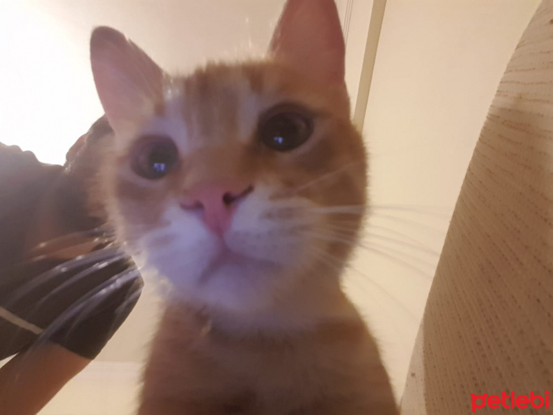 Tekir Kedi, Kedi  SİD fotoğrafı