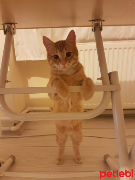 Sarman, Kedi  Simba fotoğrafı