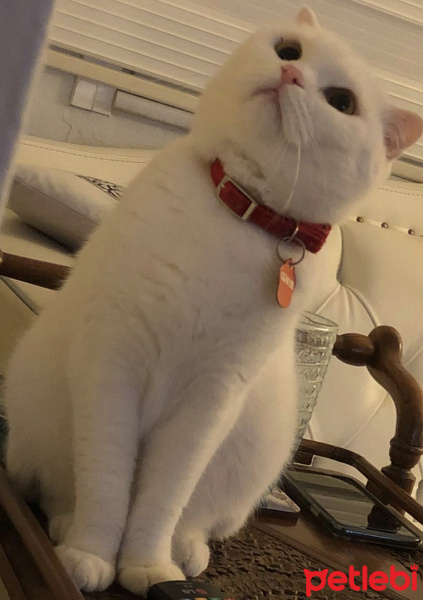 Scottish Fold, Kedi  Lokum fotoğrafı