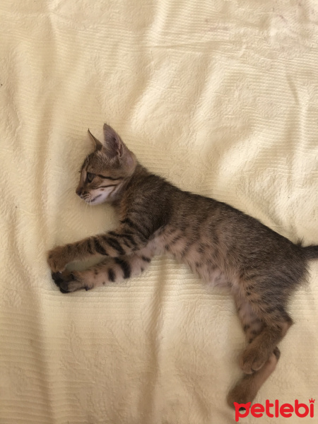 Tekir Kedi, Kedi  mita fotoğrafı