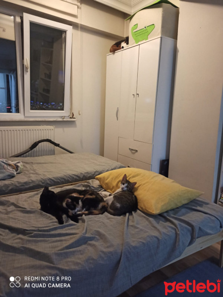 Tekir Kedi, Kedi  leo,kadife,jr fotoğrafı