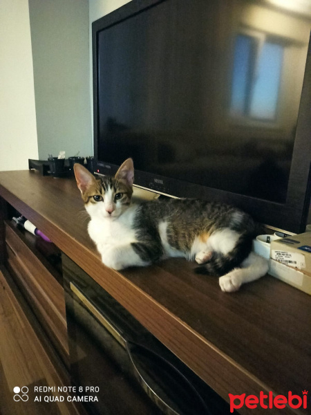 Tekir Kedi, Kedi  leo,kadife,jr fotoğrafı