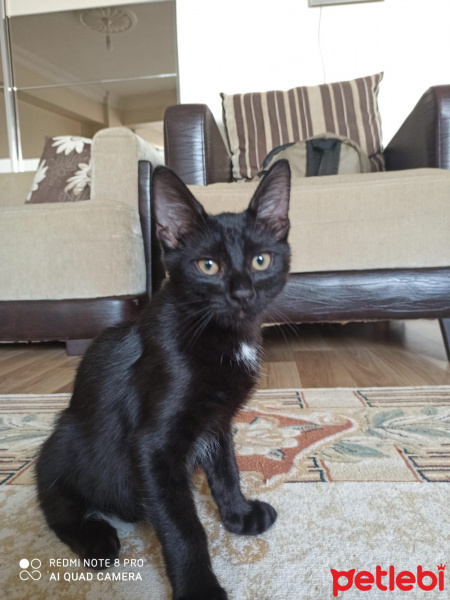 Tekir Kedi, Kedi  leo,kadife,jr fotoğrafı