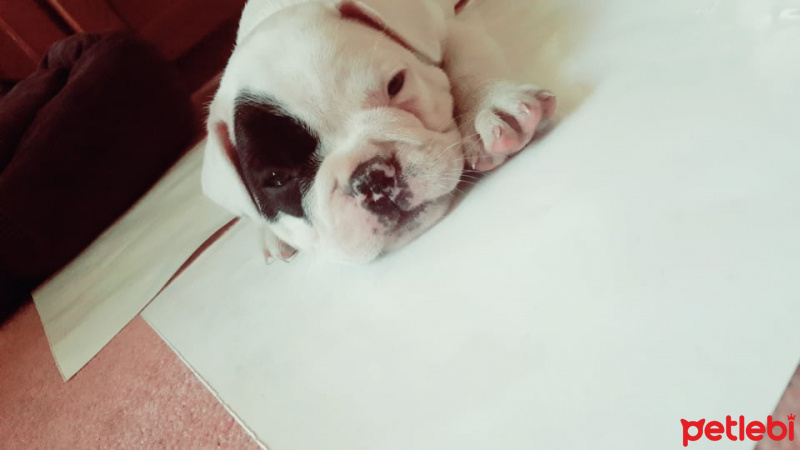 Fransız Bulldog, Köpek  BubbLe fotoğrafı