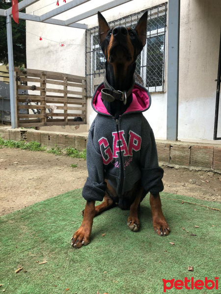 Doberman Pinscher, Köpek  Kreed fotoğrafı