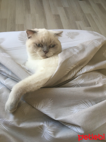Scottish Fold, Kedi  Mila fotoğrafı