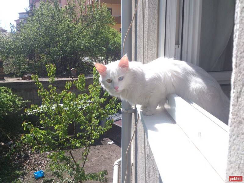 Ankara Kedisi, Kedi  Ayaz fotoğrafı