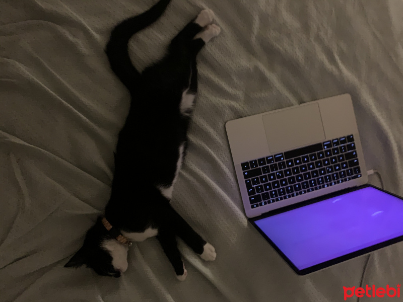 Tekir Kedi, Kedi  Karam fotoğrafı