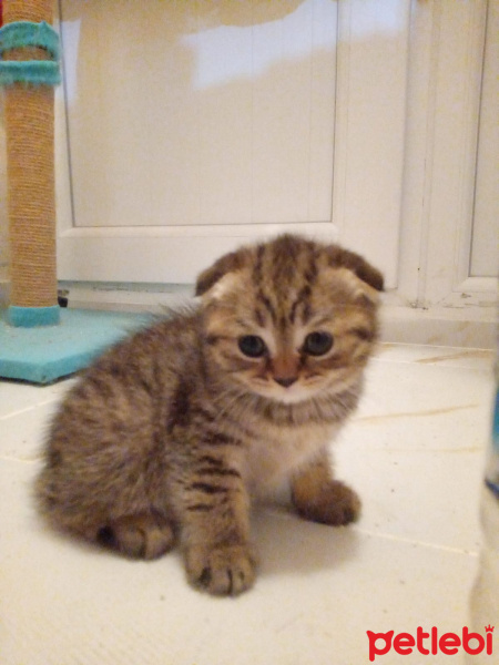 Scottish Fold, Kedi  Scottish fotoğrafı