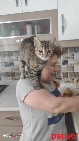 Soke, Kedi  Balım fotoğrafı