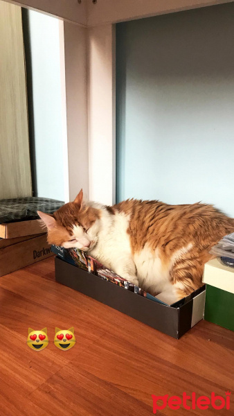 Sarman, Kedi  Prens fotoğrafı