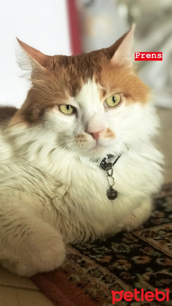 Sarman, Kedi  Prens fotoğrafı