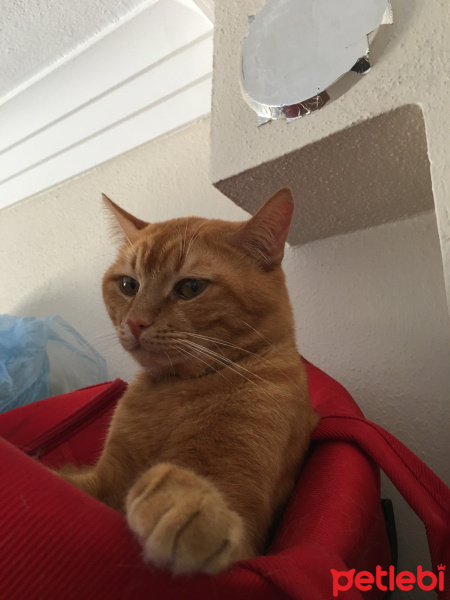 Sarman, Kedi  ponçik fotoğrafı