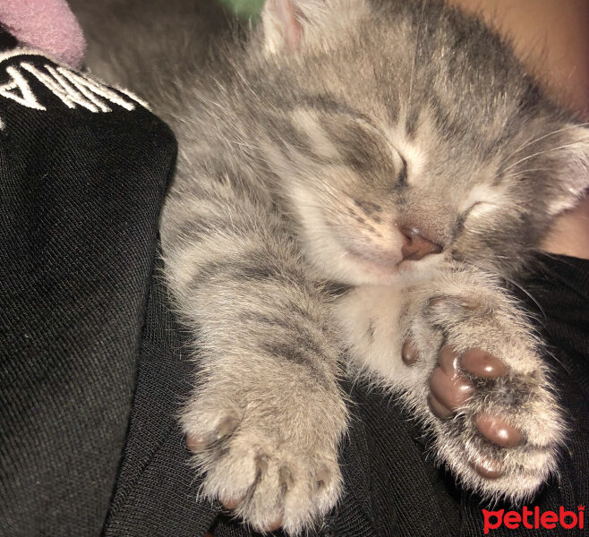 Tekir Kedi, Kedi  dobby fotoğrafı